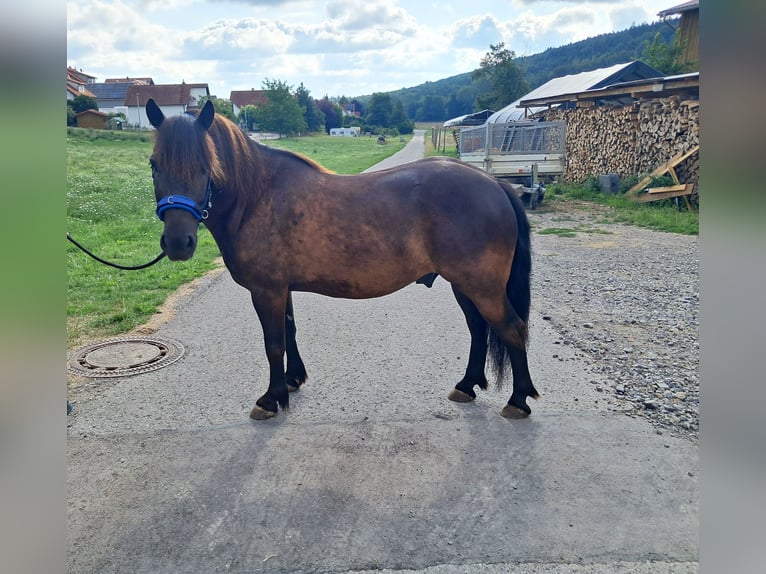 Polish riding pony Mix Gelding 9 years 12.3 hh Black in Neustetten