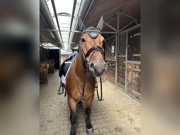 Polish riding pony Gelding 9 years 13.2 hh Brown in Marienheide