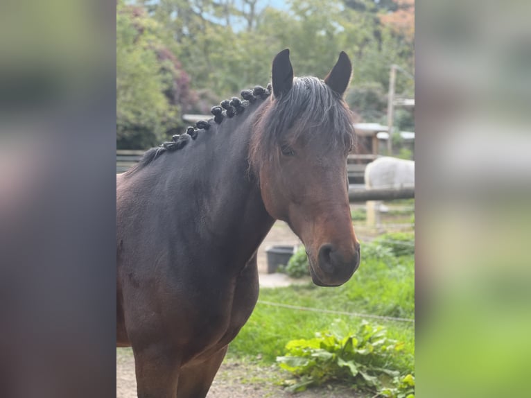 Polish riding pony Mix Gelding 9 years 15,1 hh Brown in D&#xFC;sseldorfD&#xFC;sseldorf
