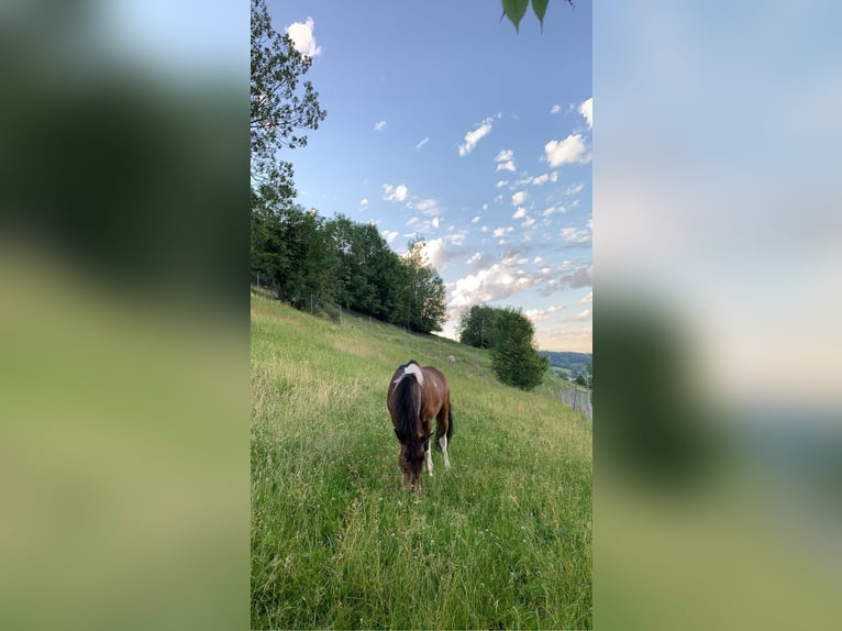 Polish riding pony Mix Mare 10 years 13,1 hh Pinto in Rüthi