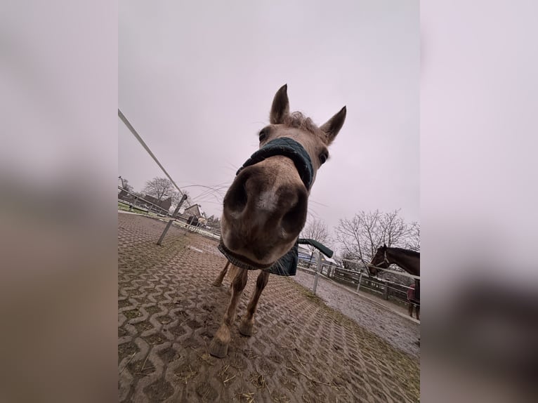 Polish riding pony Mare 10 years 13.2 hh Palomino in Waltrop