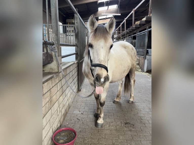 Polish riding pony Mare 10 years 13.2 hh Palomino in Waltrop