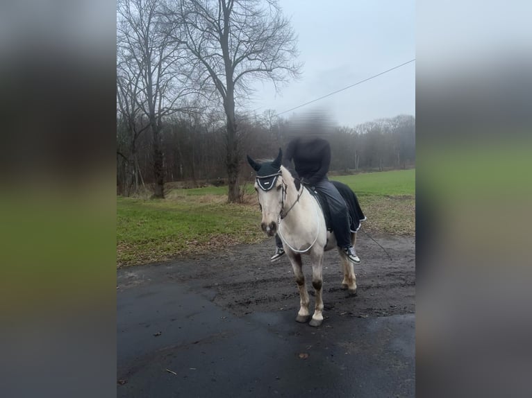 Polish riding pony Mare 10 years 13.2 hh Palomino in Waltrop