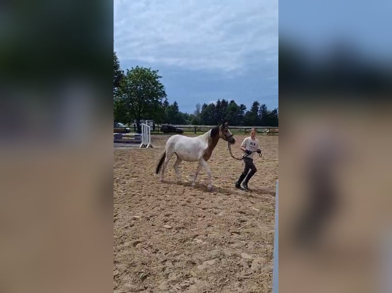 Polish riding pony Mare 10 years 13,2 hh Pinto in Hövelhof