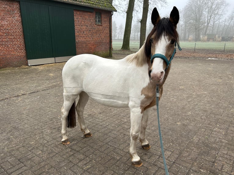 Polish riding pony Mare 10 years 13,2 hh Pinto in Hövelhof