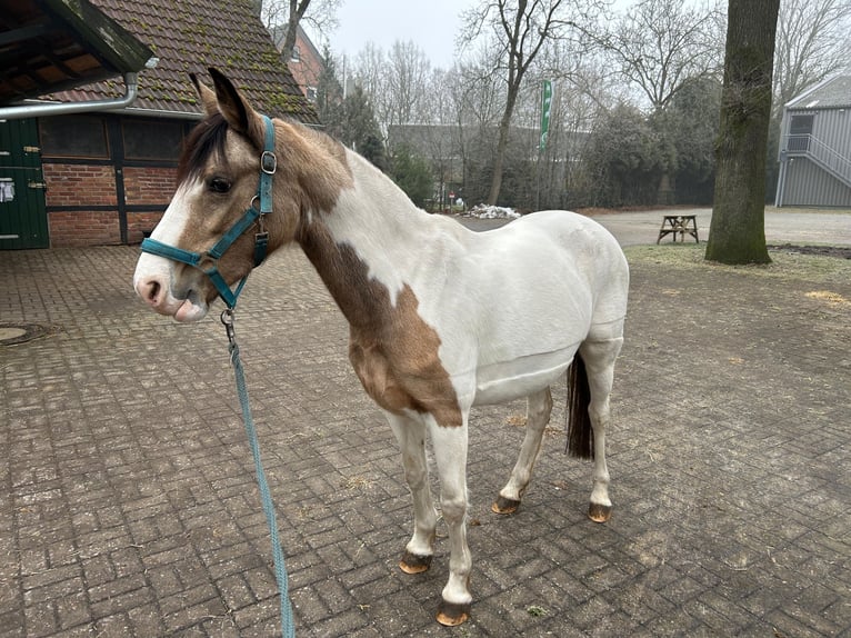 Polish riding pony Mare 10 years 13,2 hh Pinto in Hövelhof