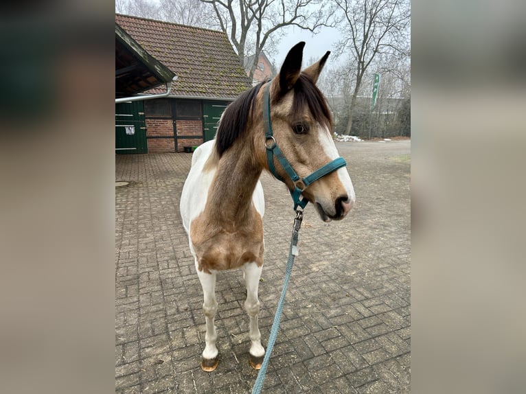 Polish riding pony Mare 10 years 13,2 hh Pinto in Hövelhof