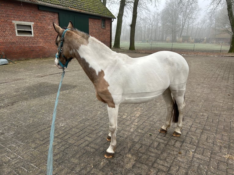 Polish riding pony Mare 10 years 13,2 hh Pinto in Hövelhof