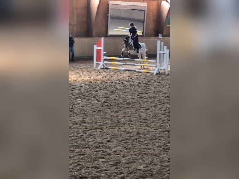 Polish riding pony Mare 10 years 13,2 hh Pinto in Hövelhof