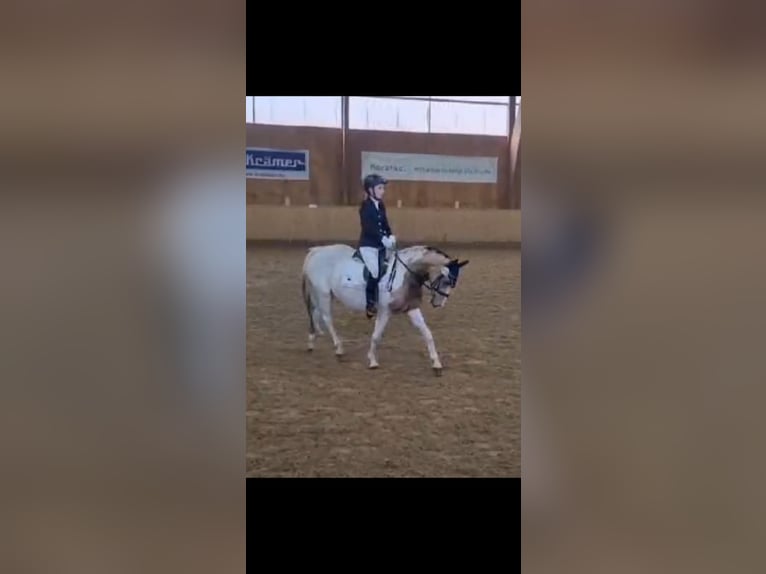 Polish riding pony Mare 10 years 13,2 hh Pinto in Hövelhof