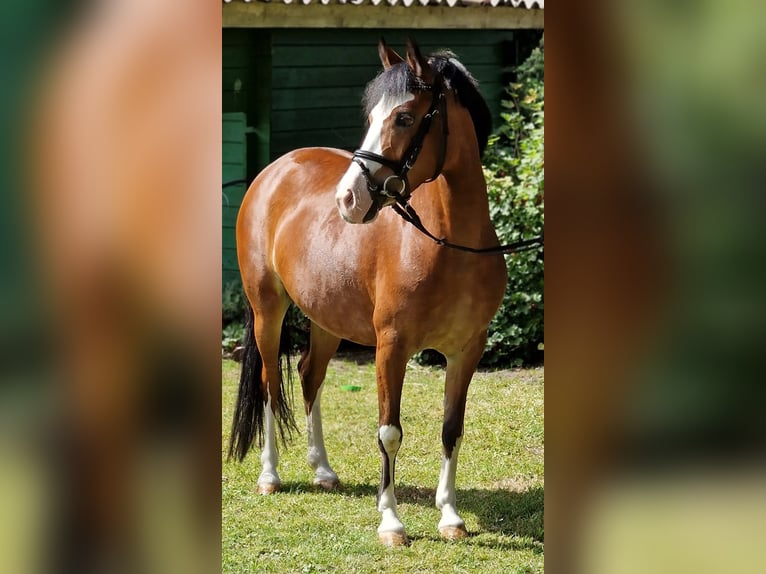 Polish riding pony Mare 10 years 13 hh Brown in Warendorf