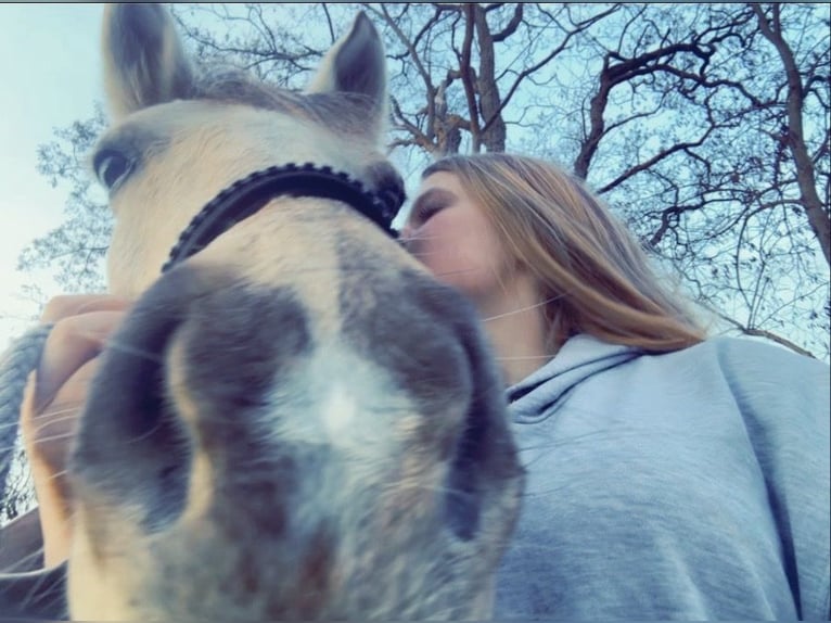 Polish riding pony Mare 10 years 13,2 hh Palomino in Waltrop