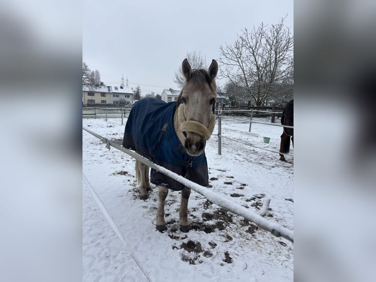 Polish riding pony Mare 10 years 13,2 hh Palomino in Waltrop
