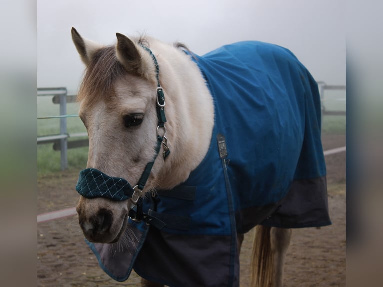 Polish riding pony Mare 10 years 13,2 hh Palomino in Waltrop