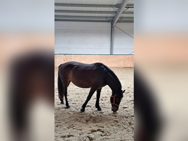 Polish riding pony Mare 10 years 14,2 hh Bay-Dark in Balgstaedt
