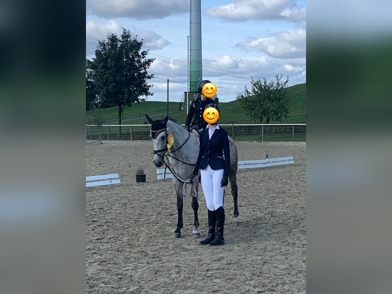 Polish riding pony Mare 10 years 14,2 hh Gray in Arnsberg