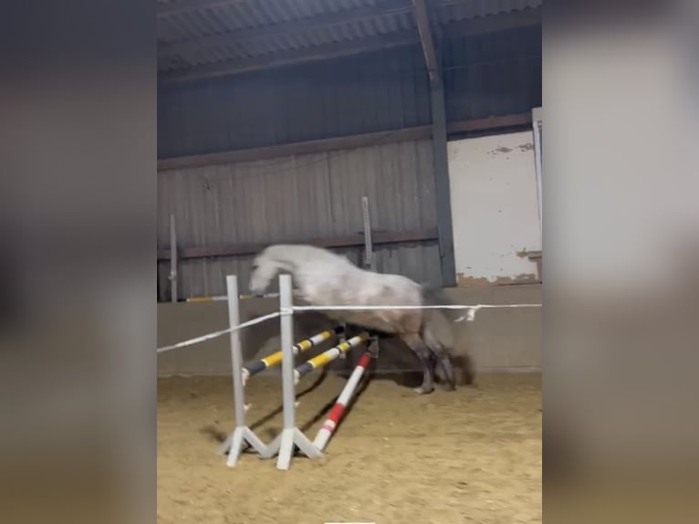 Polish riding pony Mare 10 years 14,2 hh Gray in Arnsberg