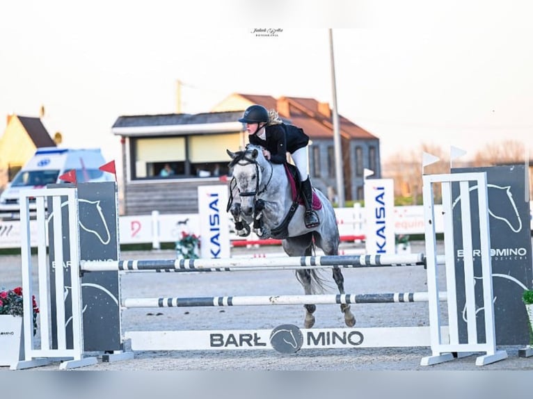 Polish riding pony Mare 10 years 14,2 hh Gray in Gdańsk