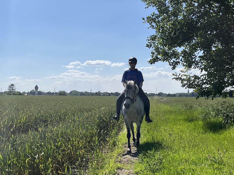 Polish riding pony Mare 10 years 14,3 hh Gray-Dapple in LippstadtLippstadt