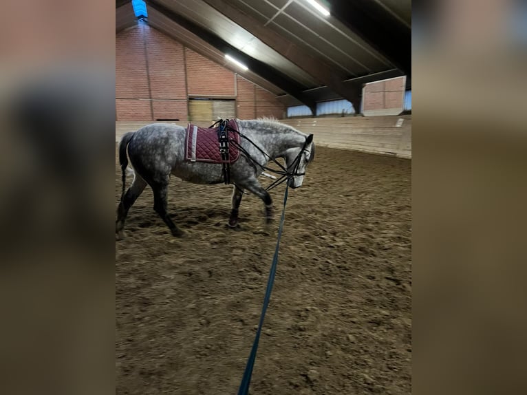 Polish riding pony Mare 10 years 14,3 hh Gray-Dapple in LippstadtLippstadt