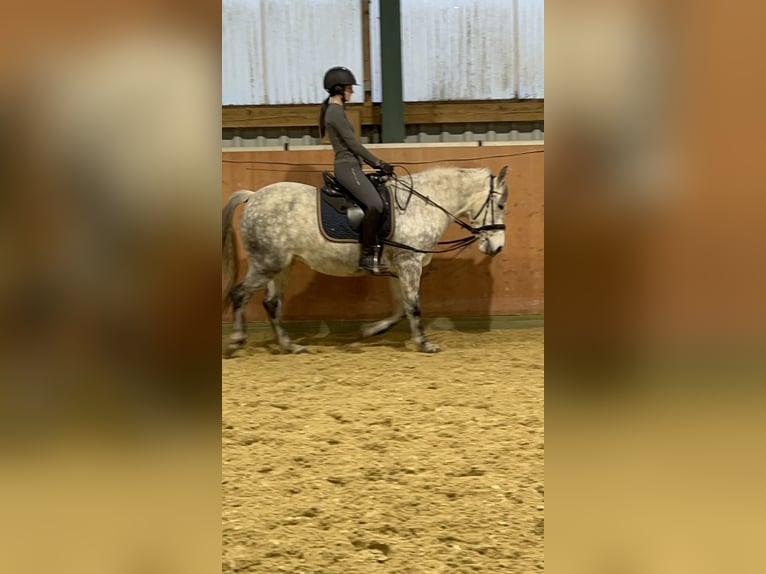 Polish riding pony Mare 10 years 14,3 hh Gray-Dapple in LippstadtLippstadt