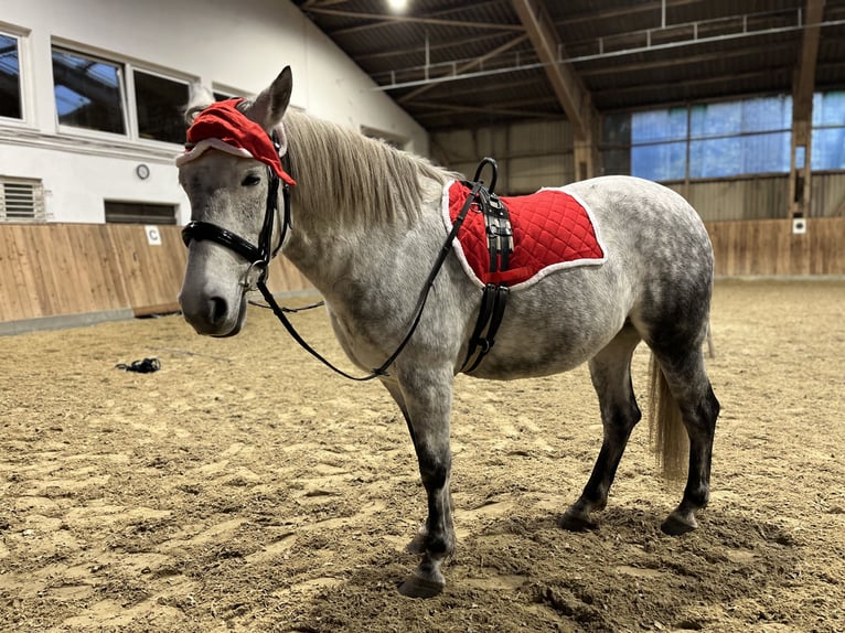 Polish riding pony Mare 10 years 14,3 hh Gray-Dapple in LippstadtLippstadt