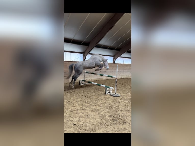 Polish riding pony Mare 10 years 14,3 hh Gray-Dapple in LippstadtLippstadt