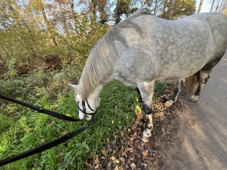 Polish riding pony Mare 10 years 14,3 hh Gray-Dapple in LippstadtLippstadt