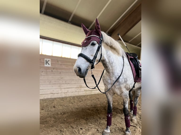 Polish riding pony Mare 10 years 14,3 hh Gray-Dapple in LippstadtLippstadt