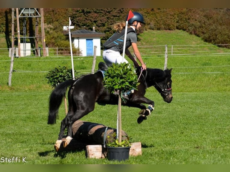 Polish riding pony Mare 11 years 10,2 hh Black in Aldrans