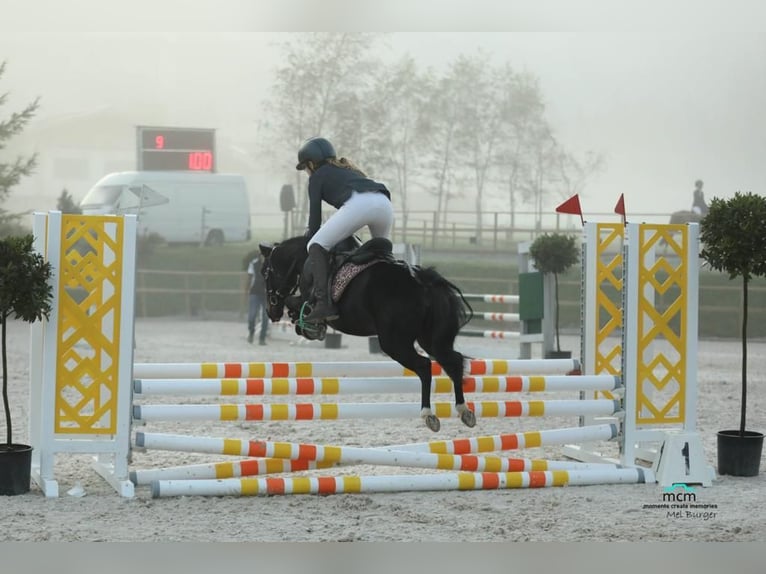 Polish riding pony Mare 11 years 10,2 hh Black in Aldrans