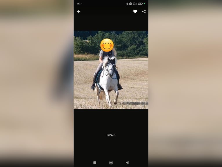 Polish riding pony Mix Mare 11 years 12,1 hh Gray in Rosenow
