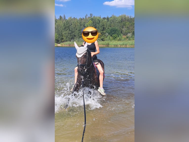 Polish riding pony Mare 11 years 14,1 hh Bay-Dark in Freyburg