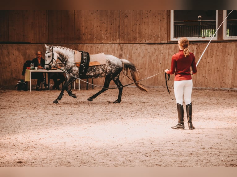 Polish riding pony Mare 11 years 14,2 hh Grey-Dapple in Renchen