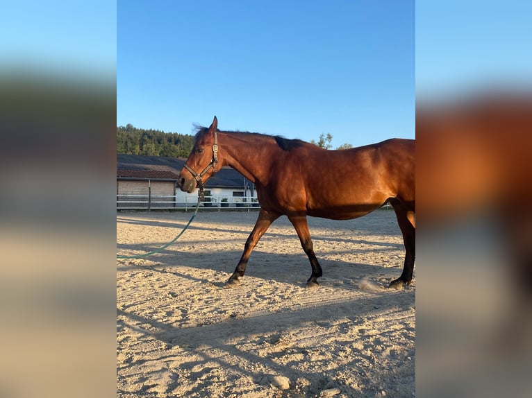 Polish riding pony Mare 12 years 13,2 hh Brown in Ampflwang im Hausruckwald