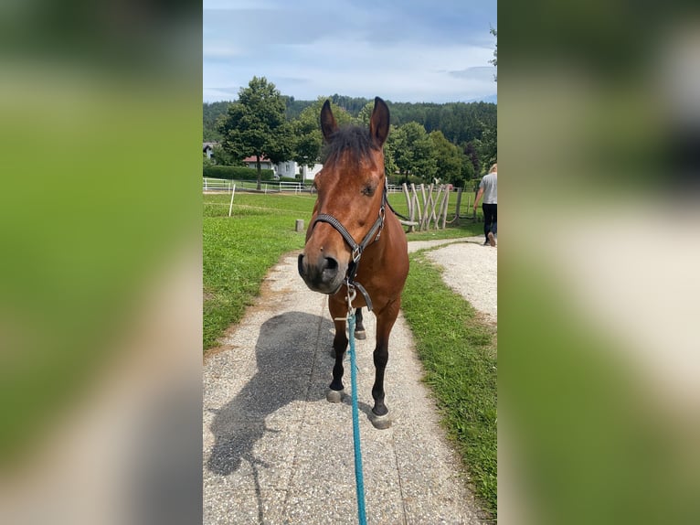 Polish riding pony Mare 12 years 13,2 hh Brown in Ampflwang im Hausruckwald