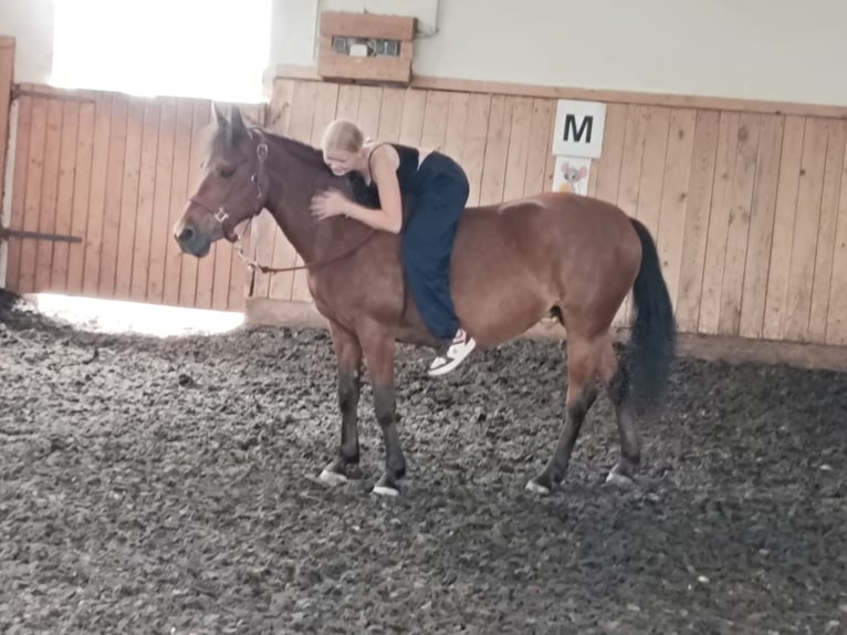 Polish riding pony Mare 12 years 13,2 hh Brown in Ampflwang im Hausruckwald