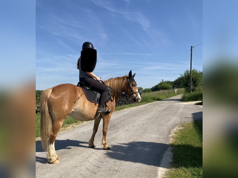 Polish riding pony Mix Mare 12 years 14,1 hh Chestnut-Red in Jettingen-Scheppach