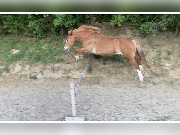 Polish riding pony Mix Mare 12 years 14,1 hh Chestnut-Red in Jettingen-Scheppach