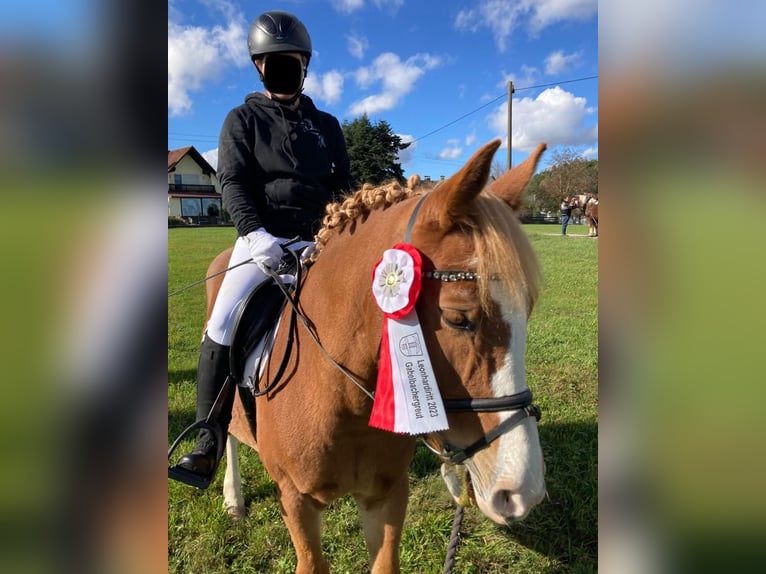 Polish riding pony Mix Mare 12 years 14,1 hh Chestnut-Red in Jettingen-Scheppach