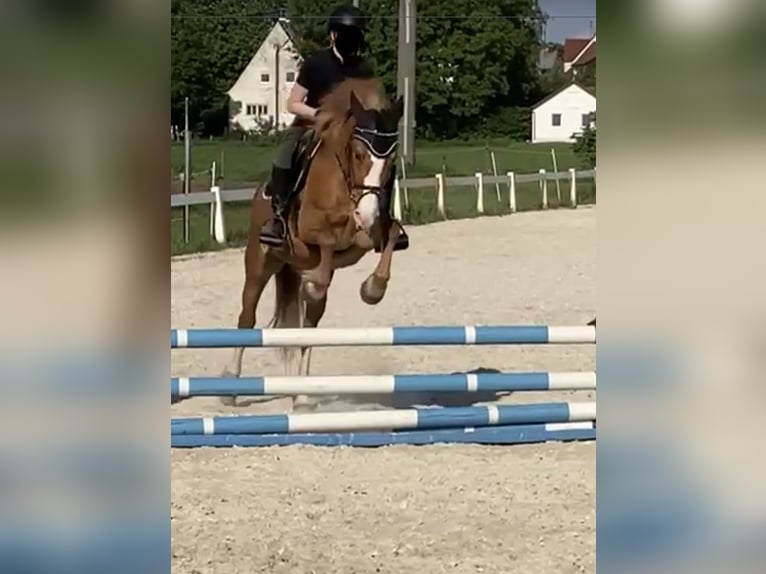 Polish riding pony Mix Mare 12 years 14,1 hh Chestnut-Red in Jettingen-Scheppach