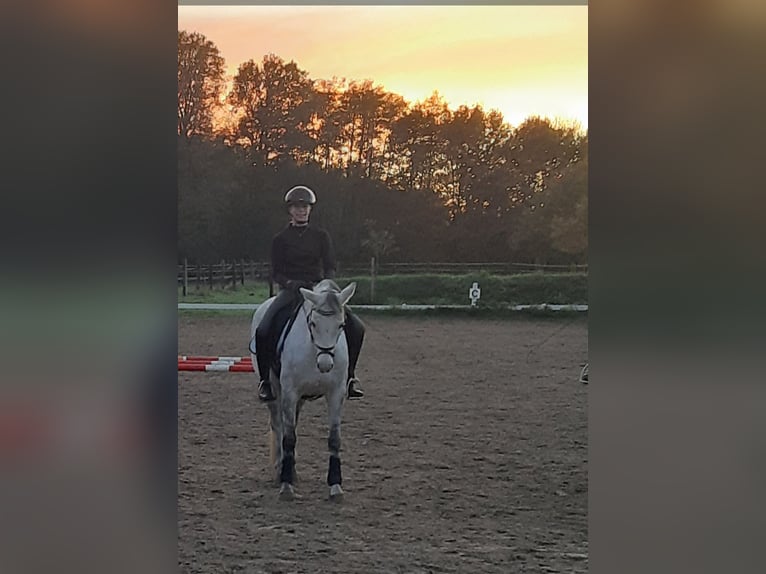 Polish riding pony Mare 12 years 14,1 hh Gray-Dapple in Rheda-Wiedenbrück