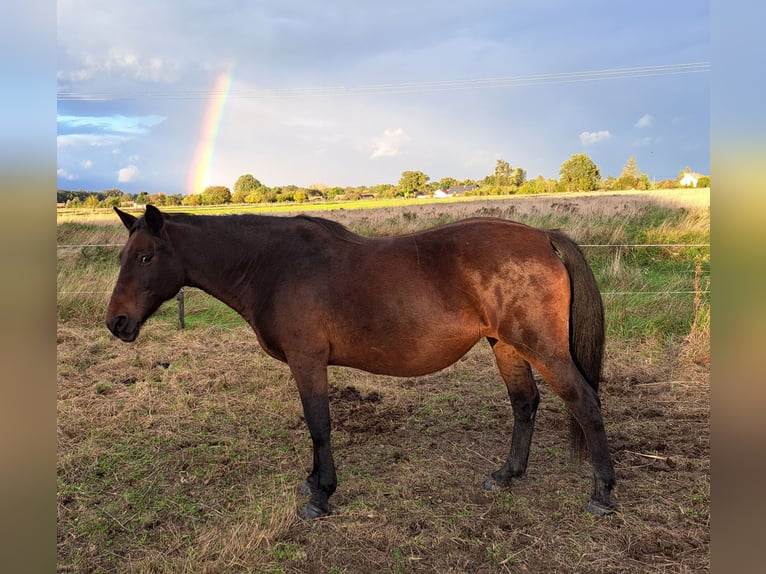 Polish riding pony Mix Mare 12 years 14,3 hh Brown in Forst