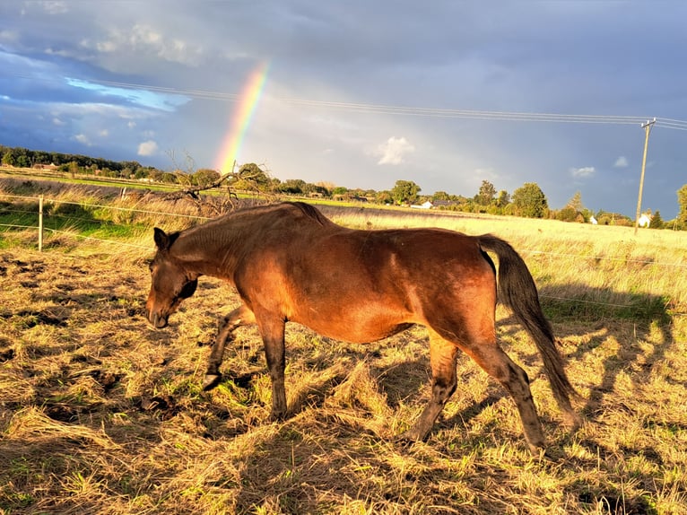 Polish riding pony Mix Mare 12 years 14,3 hh Brown in Forst