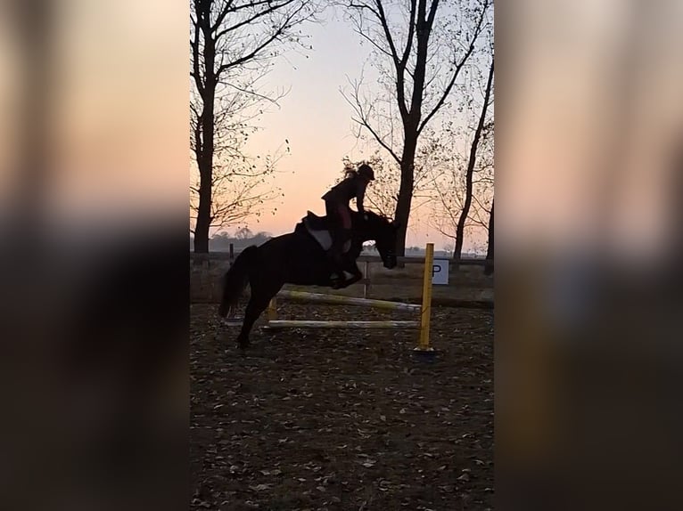 Polish riding pony Mare 12 years 14,1 hh Bay-Dark in Freyburg