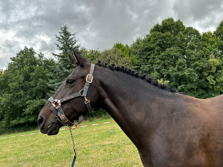 Polish riding pony Mare 12 years 14,1 hh Bay-Dark in Freyburg