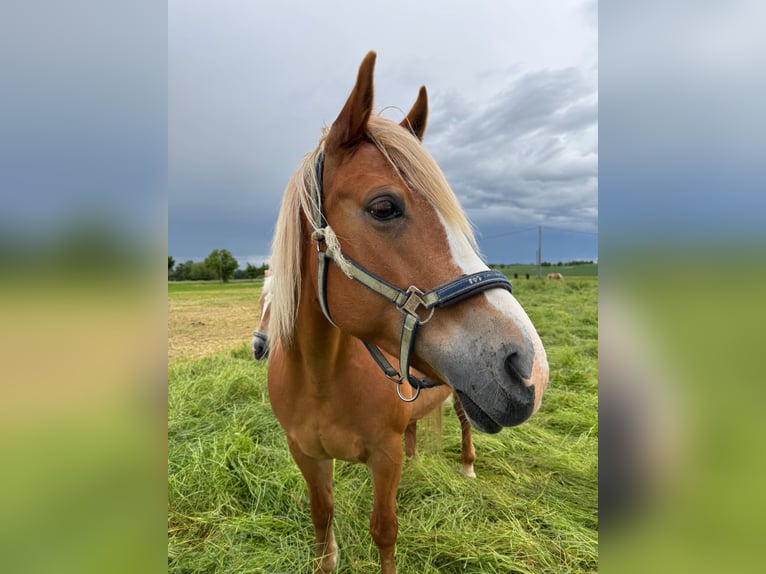 Polish riding pony Mare 12 years 14,1 hh Chestnut-Red in Meerane