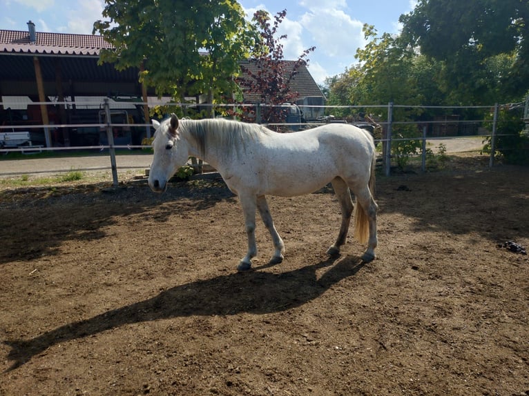 Polish riding pony Mare 13 years 14.1 hh Grey-Fleabitten in Pfaffenhofen an der Roth