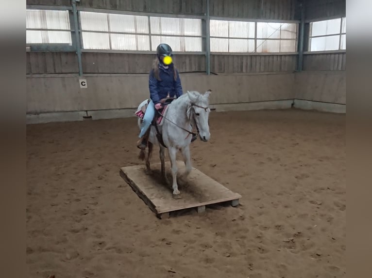 Polish riding pony Mare 13 years 14.1 hh Grey-Fleabitten in Pfaffenhofen an der Roth