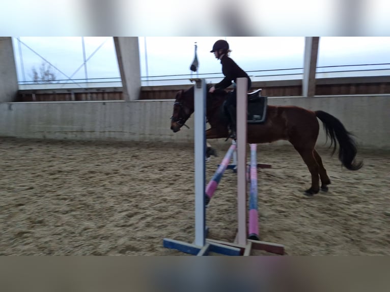 Polish riding pony Mare 14 years 13.1 hh Brown in Frankenburg am Hausruck